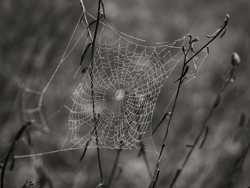 Spider Silk, 2014