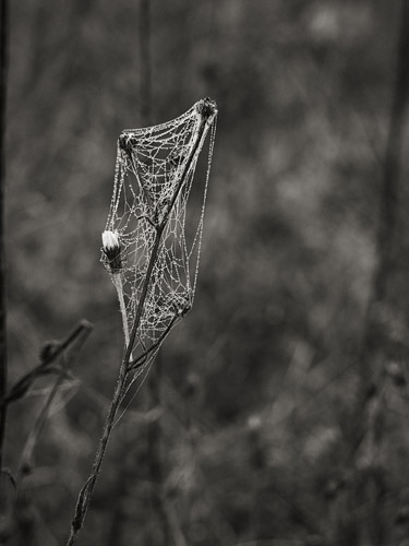 Spider Silk, 2015